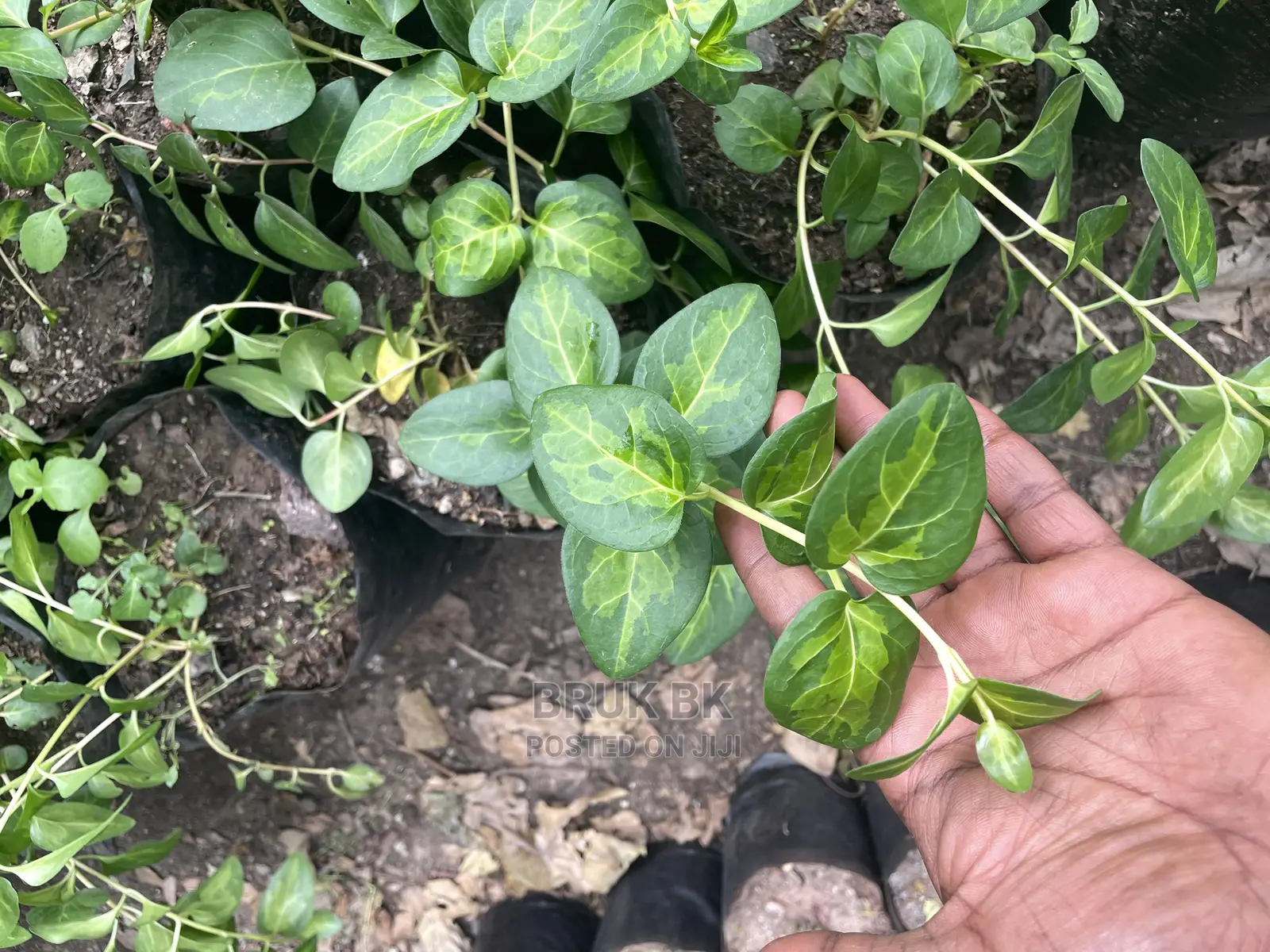 Hanging Plant