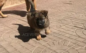 Photo - 1-3 months Male Purebred German Shepherd