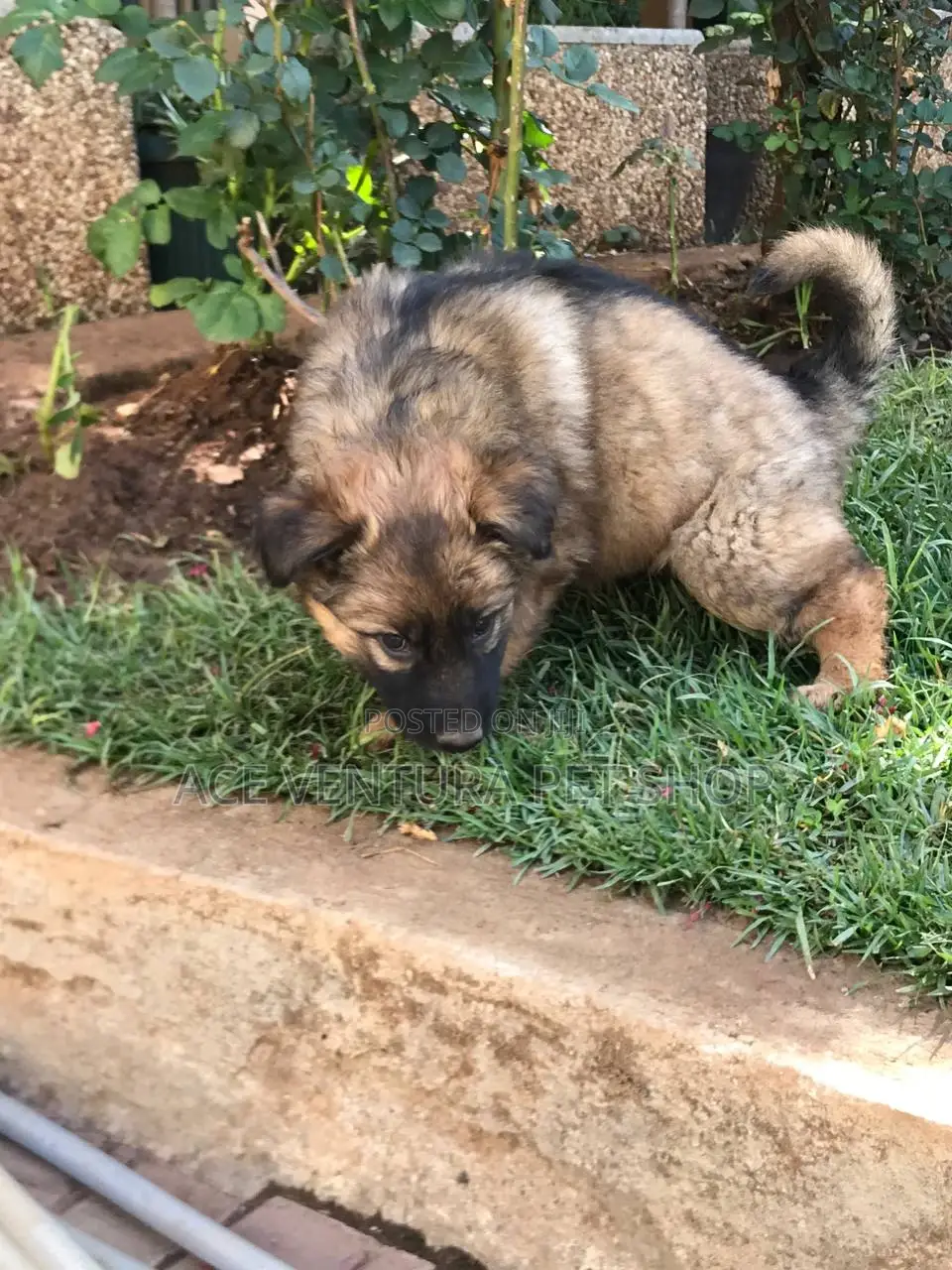 1-3 months Male Purebred German Shepherd