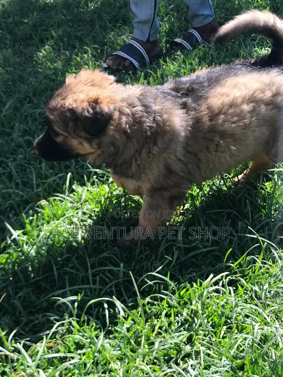 1-3 months Male Purebred German Shepherd