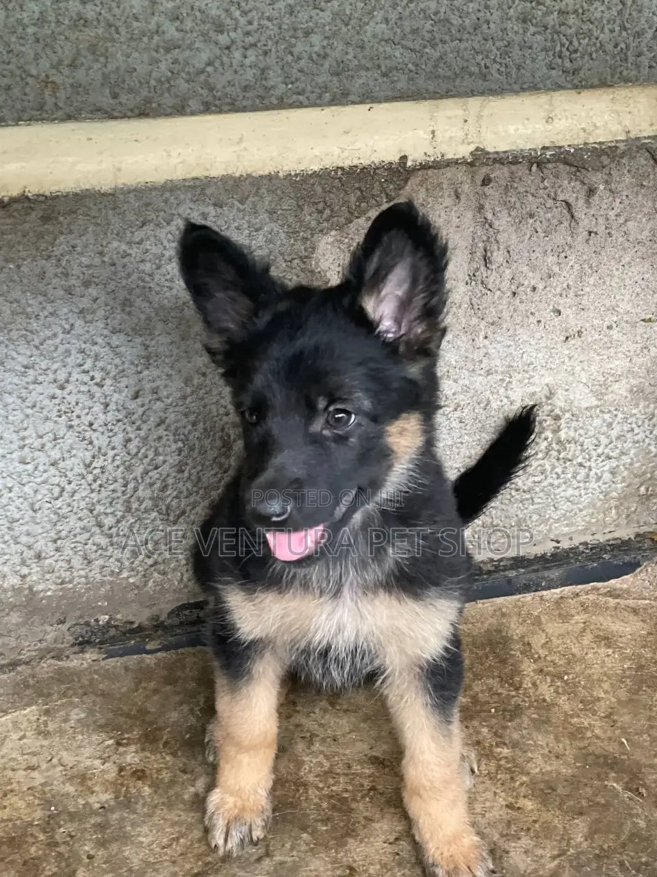 1-3 months Male Purebred German Shepherd