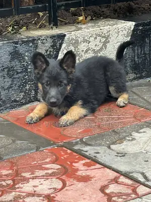 1-3 months Male Purebred German Shepherd