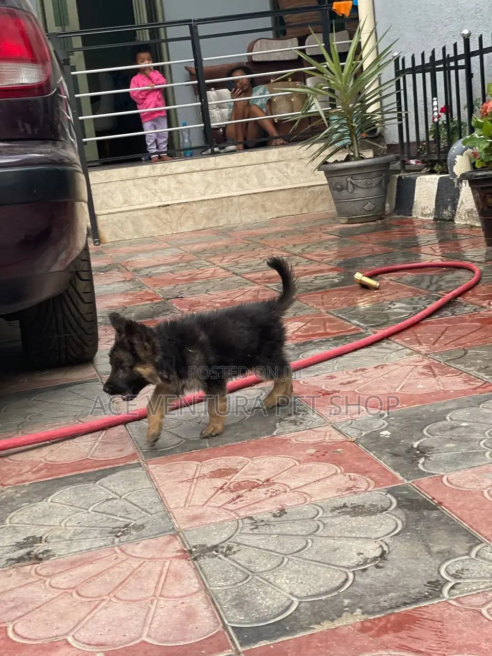 1-3 months Male Purebred German Shepherd