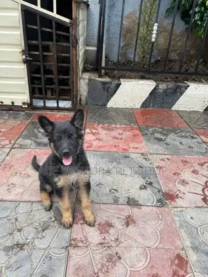 1-3 months Male Purebred German Shepherd