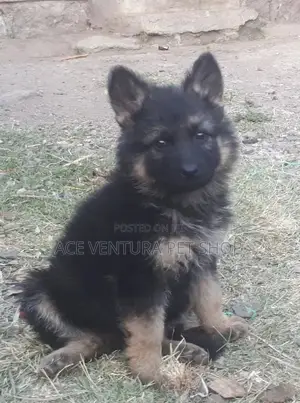 Photo - 1-3 months Male Purebred German Shepherd
