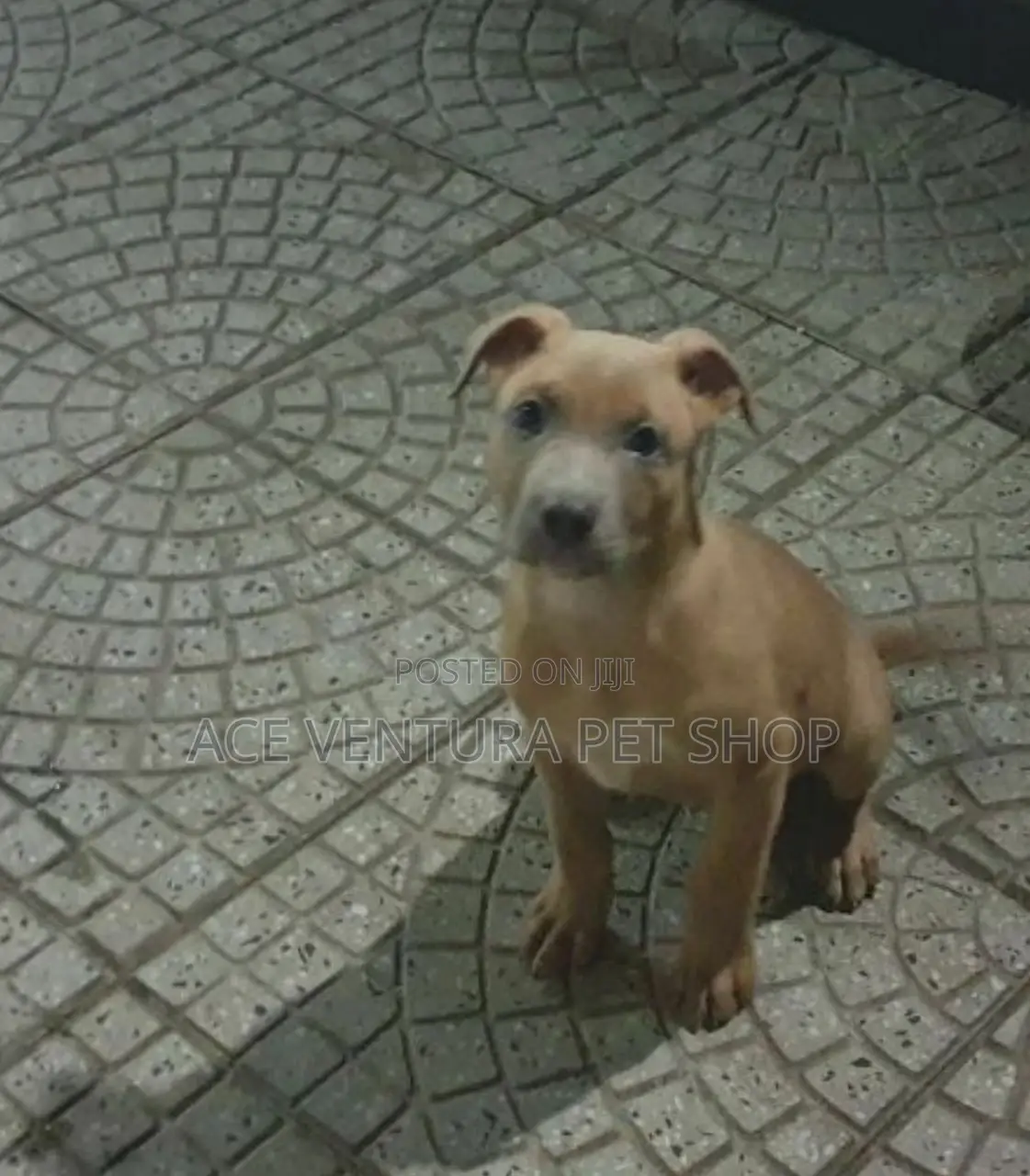 1-3 months Male Purebred American Pit Bull Terrier