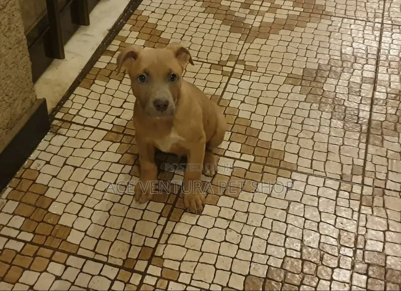 1-3 months Male Purebred American Pit Bull Terrier