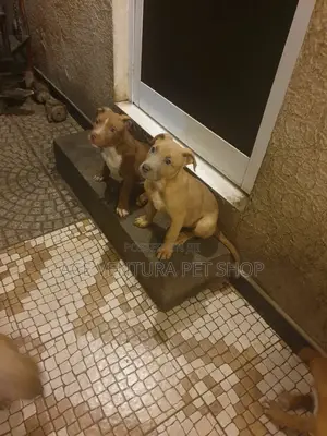 1-3 months Male Purebred American Pit Bull Terrier