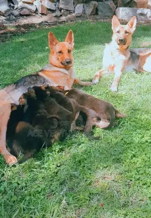 1-3 months Male Purebred German Shepherd