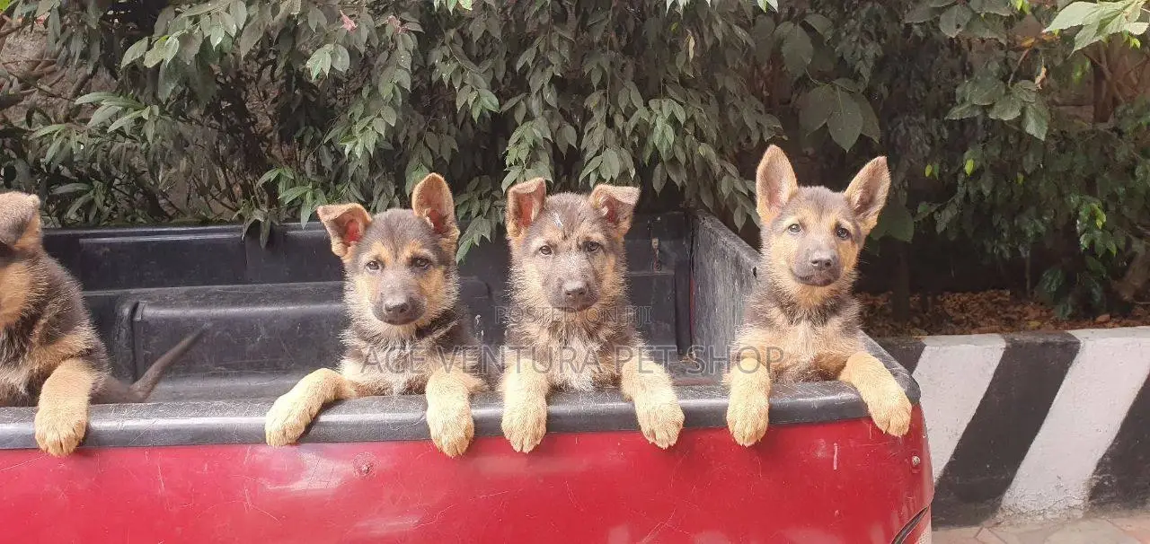 1-3 months Male Purebred German Shepherd