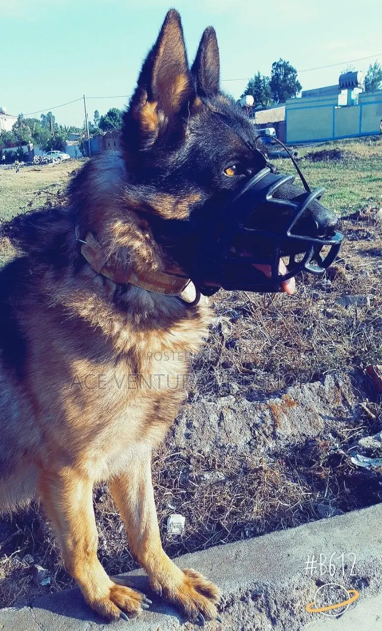 1-3 months Male Purebred German Shepherd