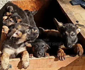 1-3 months Male Purebred German Shepherd