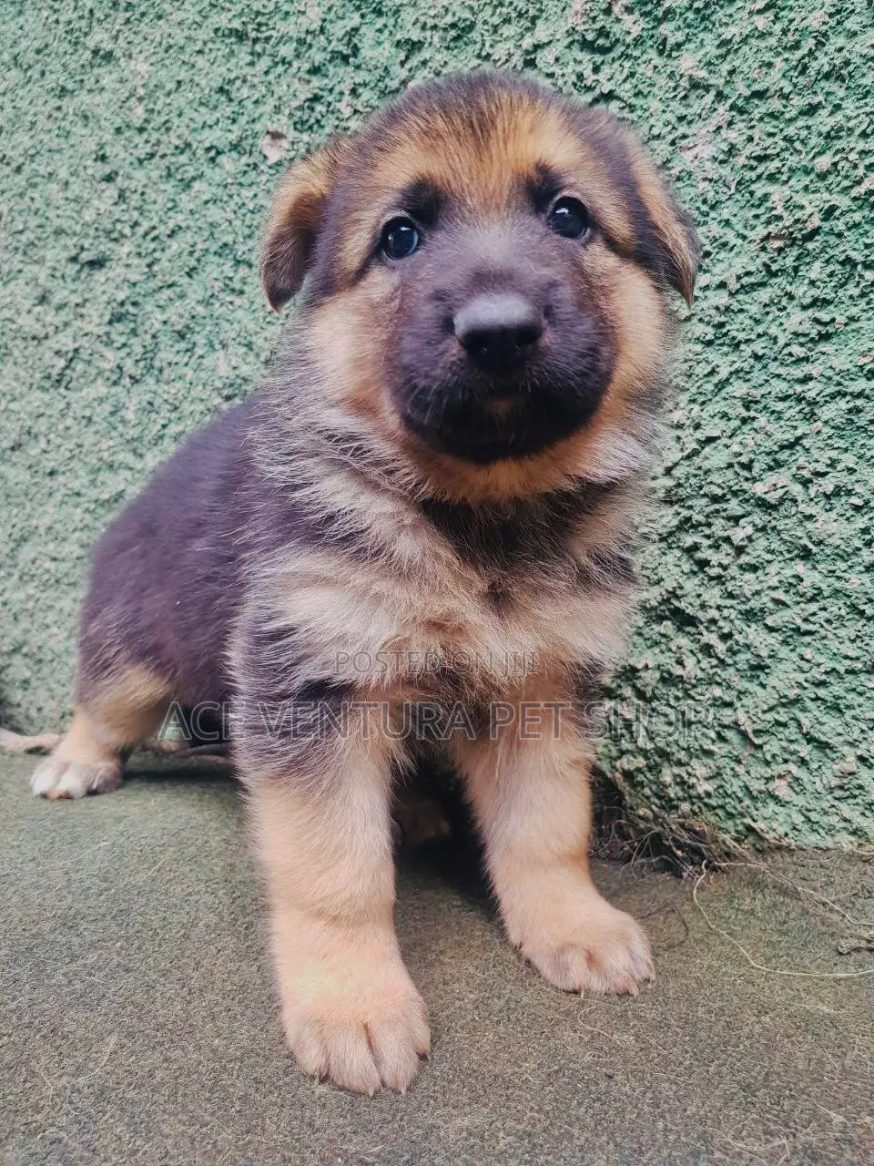 1-3 months Male Purebred German Shepherd