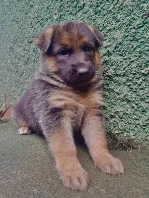 1-3 months Male Purebred German Shepherd
