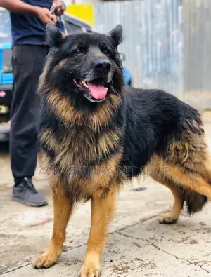 1-3 months Male Purebred German Shepherd