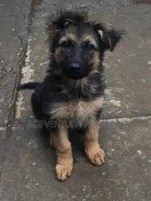 Photo - 1-3 months Male Purebred German Shepherd