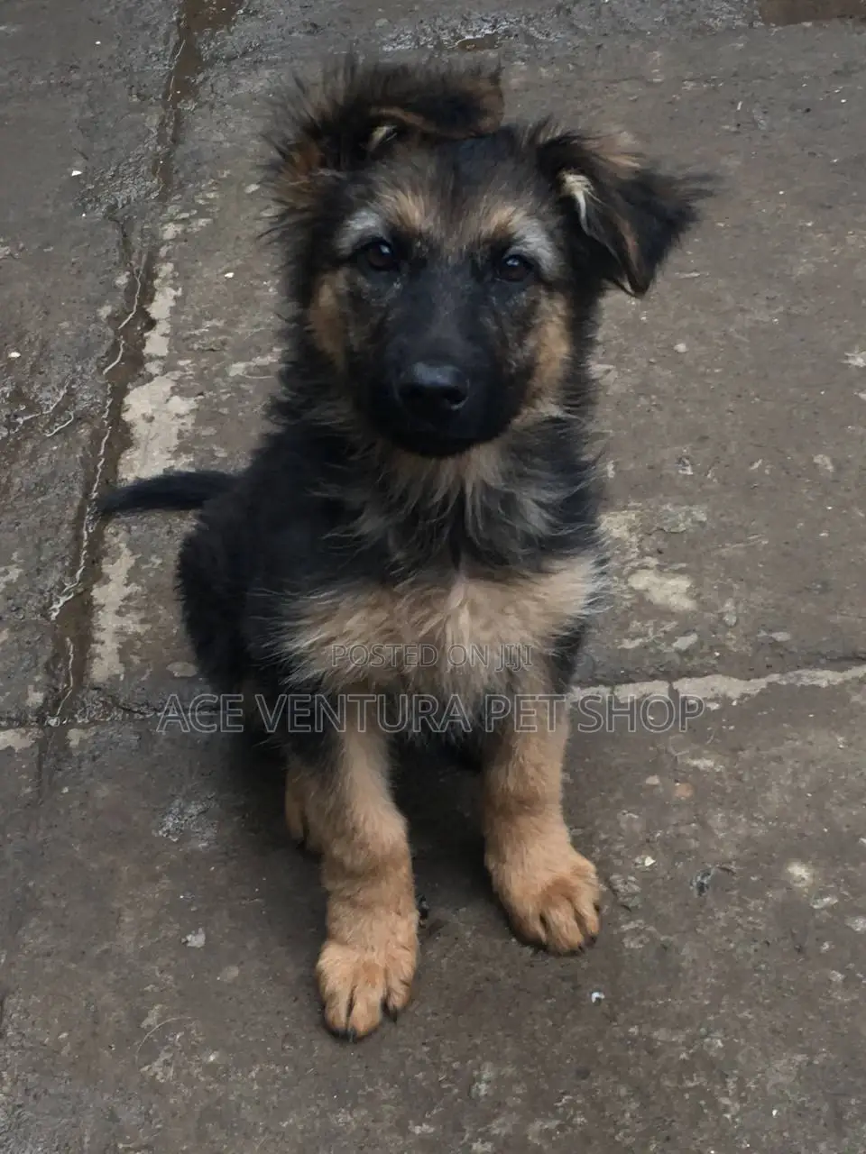 1-3 months Male Purebred German Shepherd