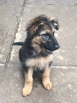 1-3 months Male Purebred German Shepherd