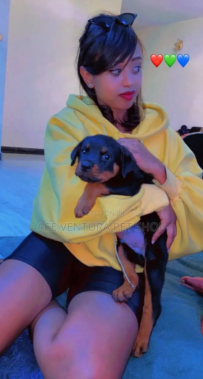 1-3 months Male Purebred Rottweiler