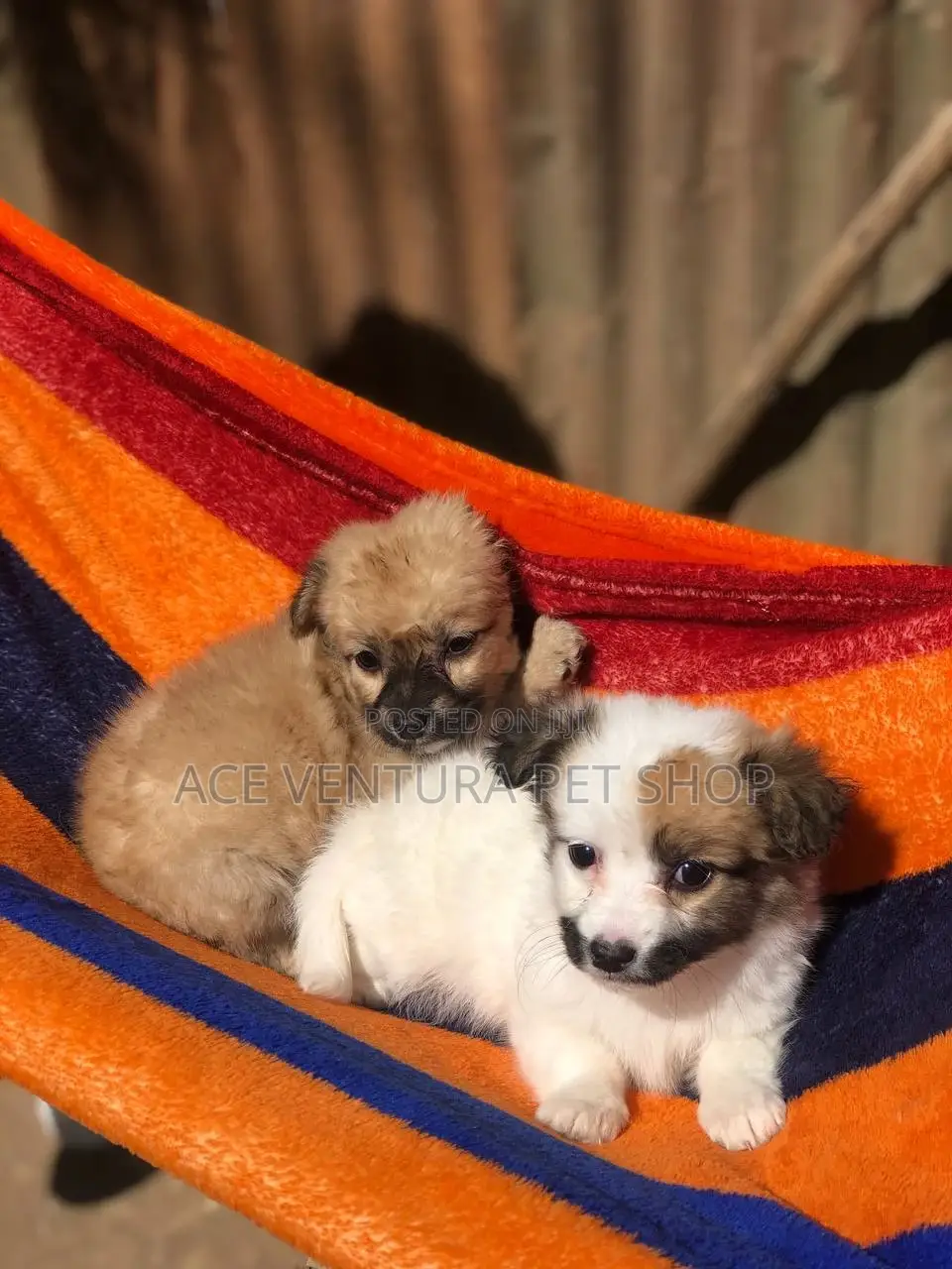 1-3 months Female Purebred Affenpinscher