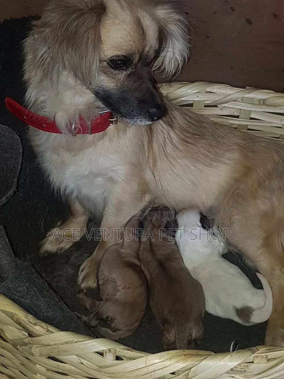 1-3 months Female Purebred Affenpinscher