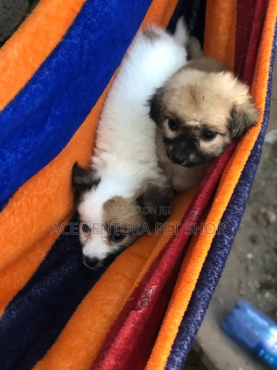 1-3 months Female Purebred Affenpinscher