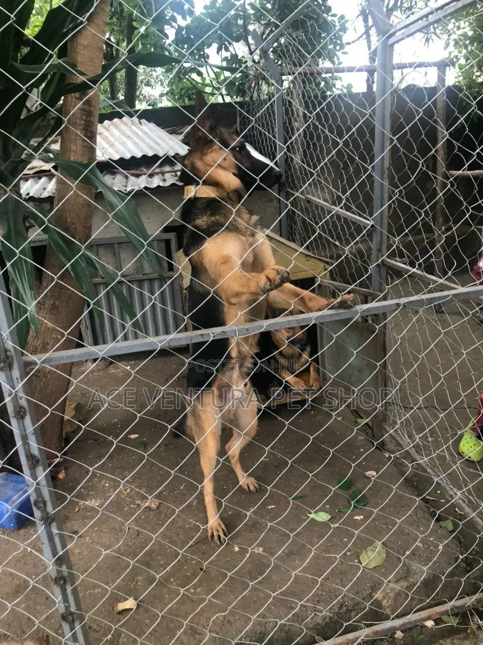 1-3 months Male Purebred German Shepherd