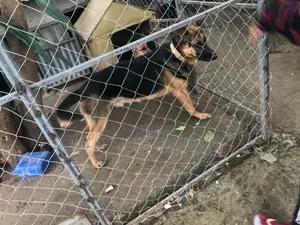 1-3 months Male Purebred German Shepherd