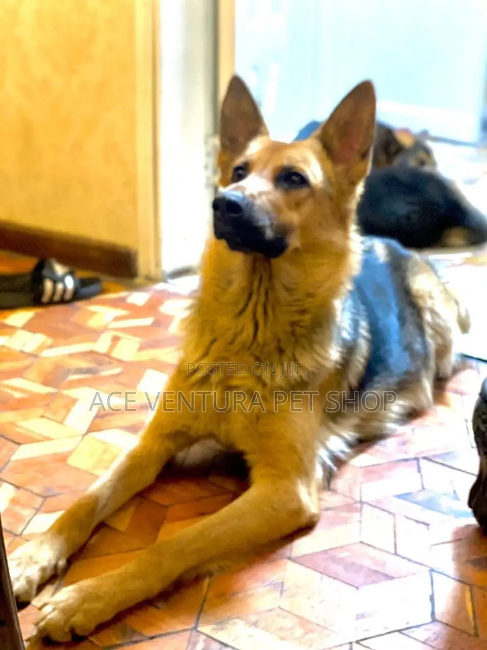 1-3 months Male Purebred German Shepherd