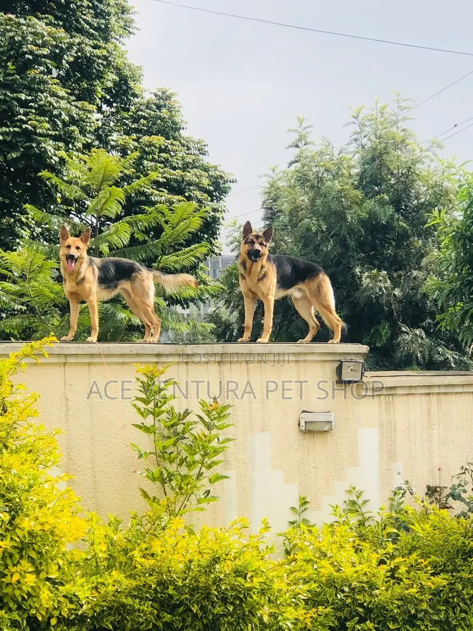 1-3 months Male Purebred German Shepherd