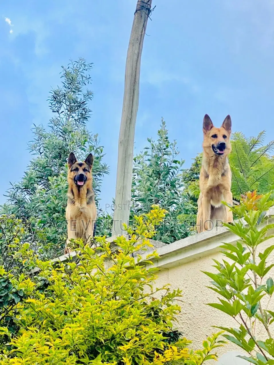 1-3 months Male Purebred German Shepherd