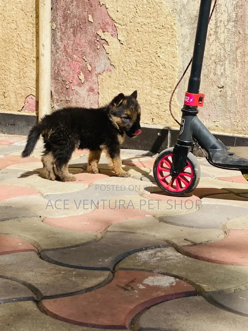 1-3 months Male Purebred German Shepherd