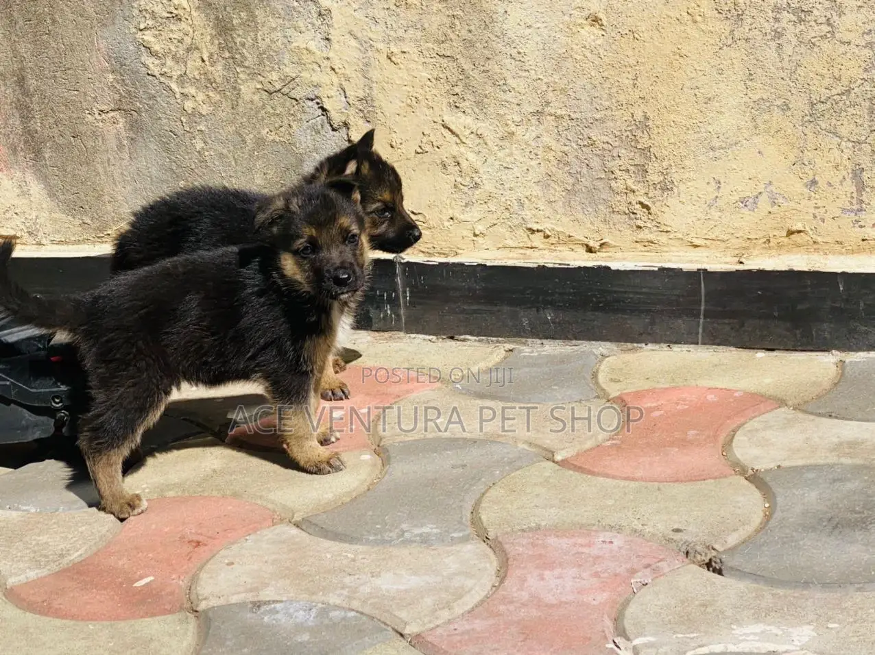 1-3 months Male Purebred German Shepherd