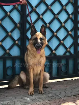 1-3 months Male Purebred German Shepherd