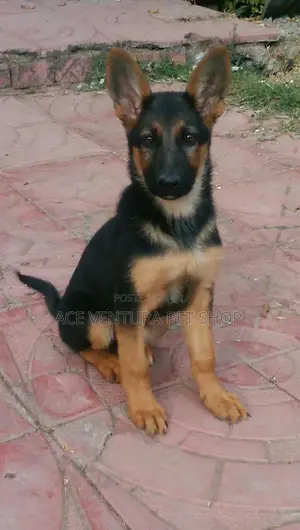 Photo - 1-3 months Male Purebred German Shepherd