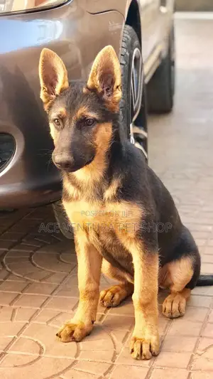 Photo - 1-3 months Male Purebred German Shepherd