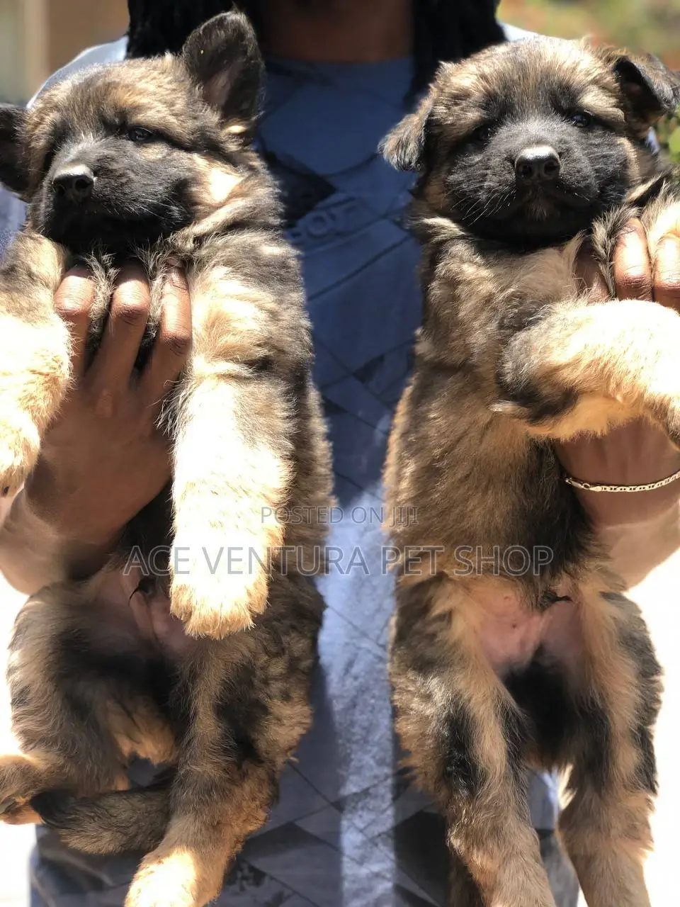 1-3 months Male Purebred German Shepherd