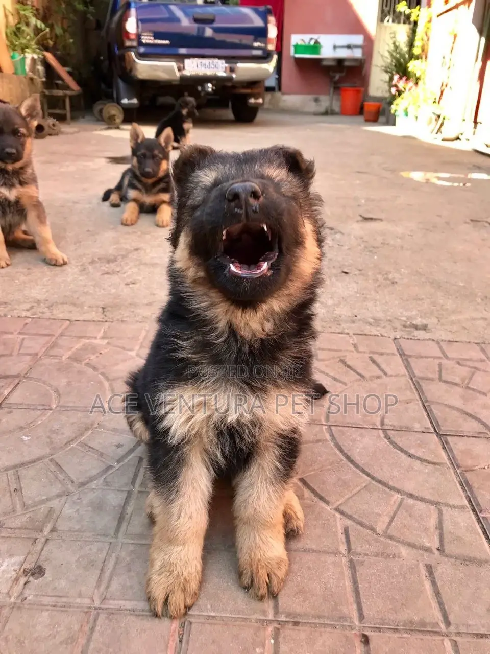 1-3 months Male Purebred German Shepherd