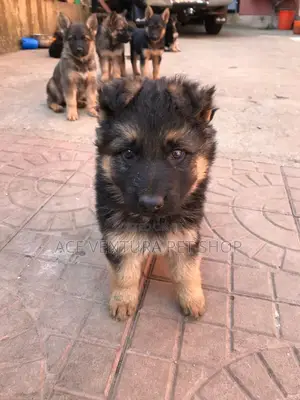 1-3 months Male Purebred German Shepherd