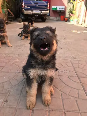 1-3 months Male Purebred German Shepherd
