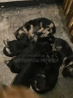 Photo - 1-3 months Male Purebred German Shepherd