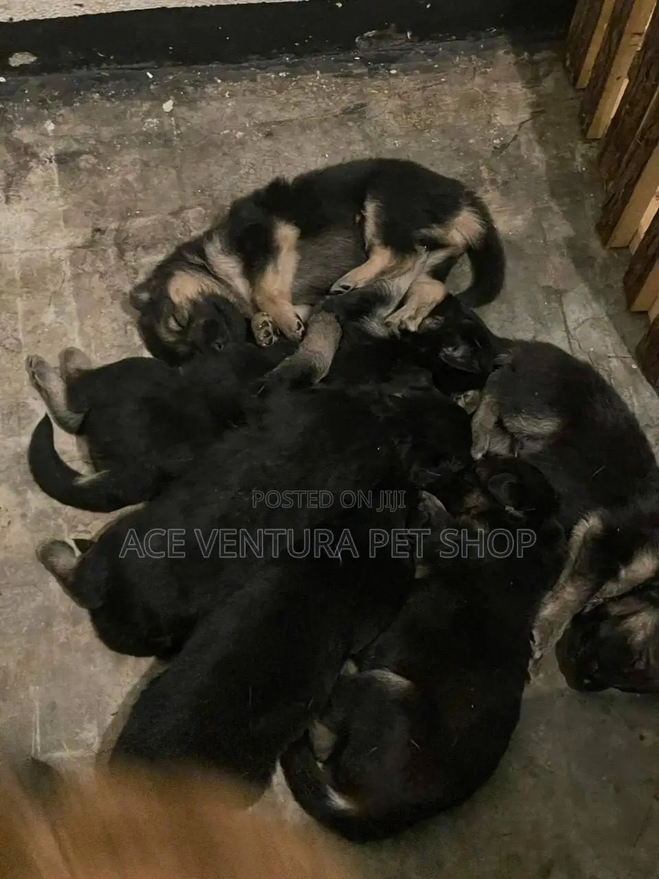 1-3 months Male Purebred German Shepherd