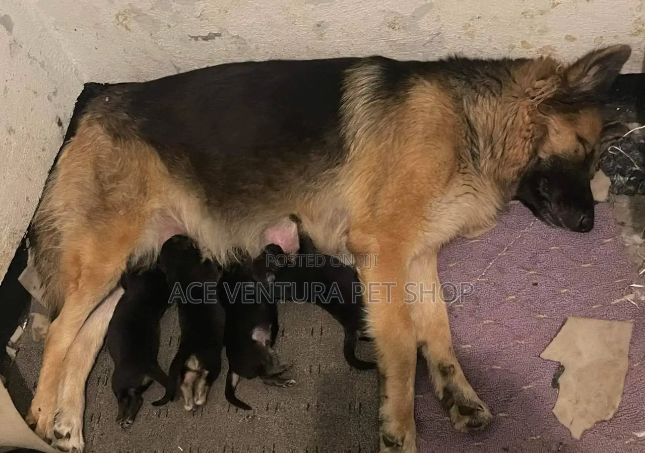 1-3 months Male Purebred German Shepherd