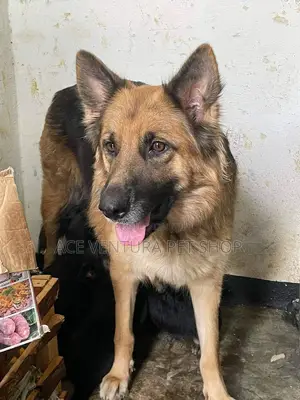 1-3 months Male Purebred German Shepherd