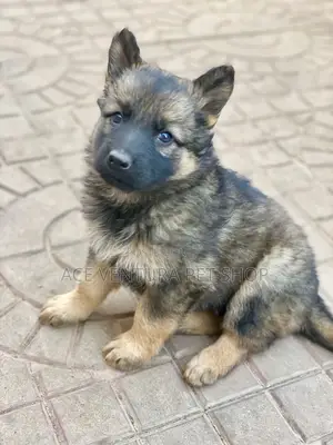1-3 months Male Purebred German Shepherd