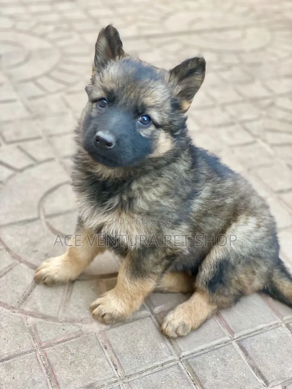 1-3 months Male Purebred German Shepherd