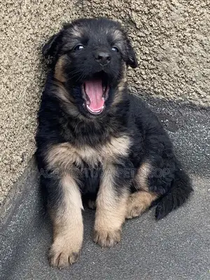 1-3 months Male Purebred German Shepherd