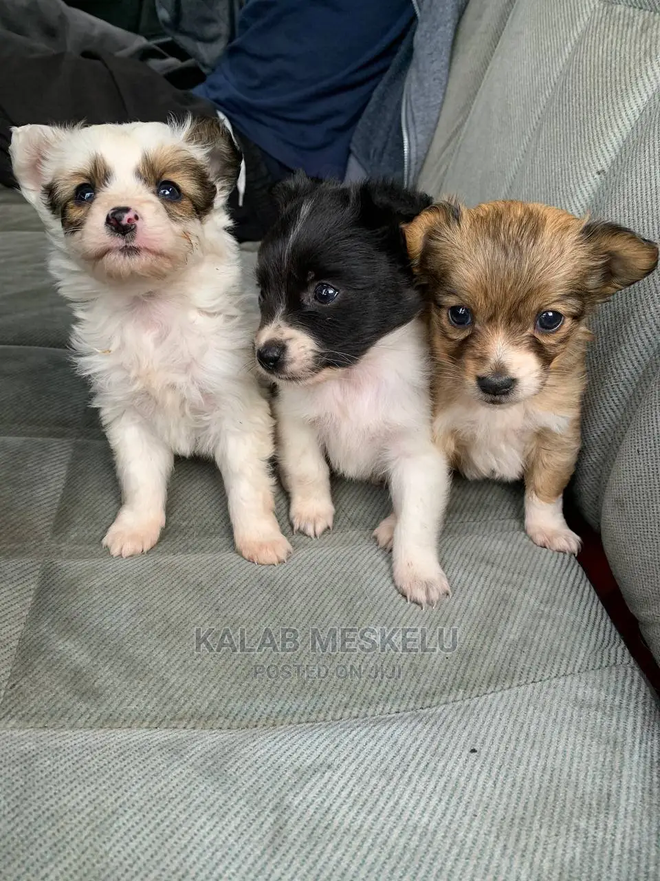 1-3 months Male Purebred Maltese