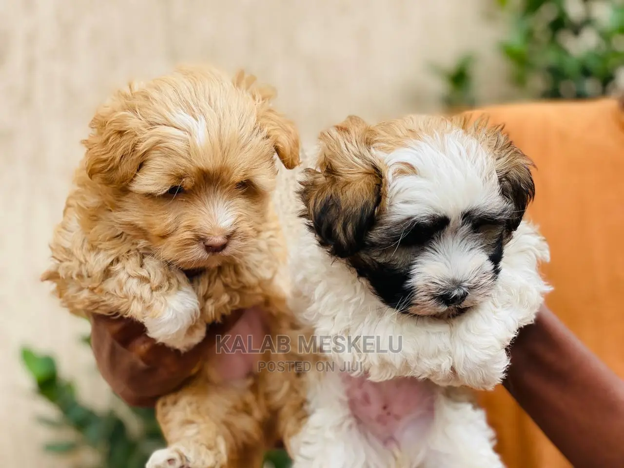 1-3 months Male Purebred Shih Tzu