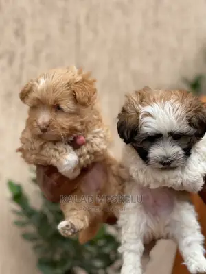 1-3 months Male Purebred Shih Tzu